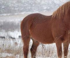 Алтайская порода лошадей: история и описание Описание и характеристика
