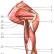 Мышцы верхней и нижней конечностей Мышцы конечностей человека