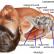 Muskler som producerar axelrörelser i axelleden