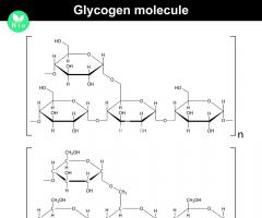 Glycogen: mga reserbang enerhiya ng tao - bakit mahalagang malaman ang tungkol sa mga ito upang mawalan ng timbang?