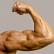 Biceps muscle: function, istraktura