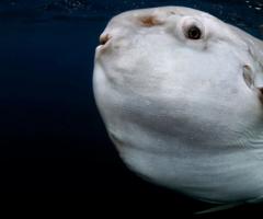 Sunfish - an amazing sea creature from the Guinness Book