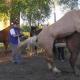 Párosító lovak: állatok kiválasztása, tenyésztési módszerek, párosítási módok