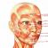 Unerwienie okolicy szczękowo-twarzowej, nerwy twarzowe