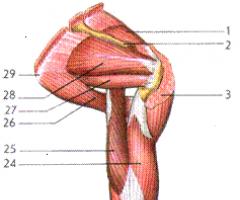 ზედა და ქვედა კიდურების კუნთები ადამიანის კიდურების კუნთები
