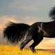 Nyúl (macska) és ló kompatibilitása: van esély egy tartós kapcsolatra?
