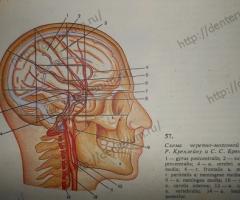 The structure of the skin of the face, features of the skin of the head
