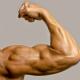 Hur regleras frivilliga rörelser av bicepsmuskeln?