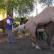 Parning av hästar: urval av djur, avelsmetoder, parningsmetoder