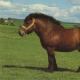 Beskrivning av hästar av den Ardenesiska rasen Ardenese tunga lastbilar