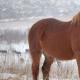 Rasa de cai Altai: istorie și descriere Descriere și caracteristici