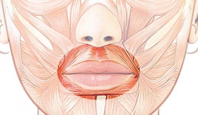 Big medical encyclopedia Muscles of the mouth and eyes