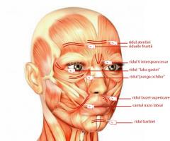 Іннервація щелепно-лицьової області, нерви обличчя